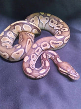 Load image into Gallery viewer, MB042 Lessor Ball Python