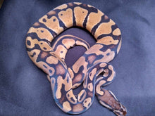 Load image into Gallery viewer, MB040 Pastel Ball Python