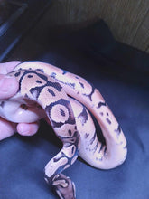 Load image into Gallery viewer, MB040 Pastel Ball Python