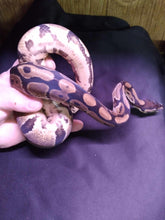 Load image into Gallery viewer, MB044 Ball Python