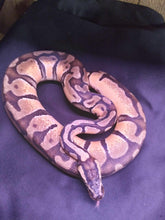 Load image into Gallery viewer, MLB105  Enchi Ball Python