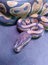 Load image into Gallery viewer, MB065 Ball Python