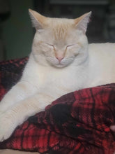 Load image into Gallery viewer, Sanctuary Cats