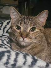 Load image into Gallery viewer, Sanctuary Cats