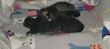 Load image into Gallery viewer, Peaches &amp; Her Babies