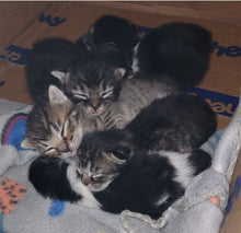 Load image into Gallery viewer, Sanctuary Cats