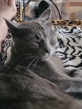 Load image into Gallery viewer, Sanctuary Cats