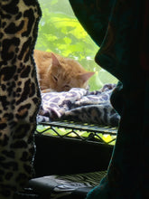 Load image into Gallery viewer, Sanctuary Cats