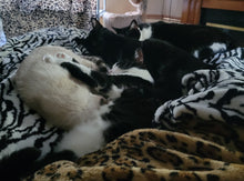 Load image into Gallery viewer, Sanctuary Cats