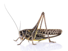 Load image into Gallery viewer, Crickets