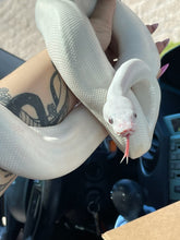 Load image into Gallery viewer, Meals for The Rescue