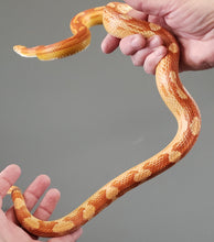 Load image into Gallery viewer, Meals for The Rescue