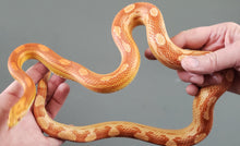 Load image into Gallery viewer, Custom Amount: Expenses For The Rescue