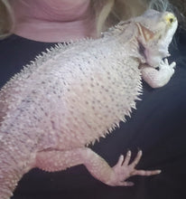 Load image into Gallery viewer, Meals for The Rescue