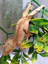 Load image into Gallery viewer, Custom Amount: Expenses For The Rescue