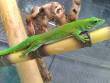 Load image into Gallery viewer, Custom Amount: Expenses For The Rescue