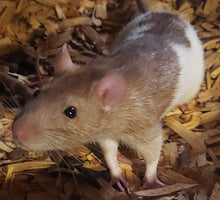 Load image into Gallery viewer, Custom Amount: Expenses For The Rescue