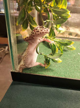 Load image into Gallery viewer, Sanitation