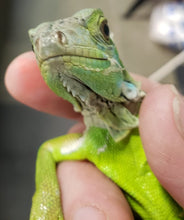 Load image into Gallery viewer, Custom Amount: Expenses For The Rescue