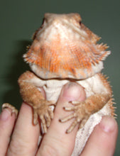 Load image into Gallery viewer, Custom Amount: Expenses For The Rescue