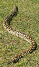 Load image into Gallery viewer, Custom Amount: Expenses For The Rescue