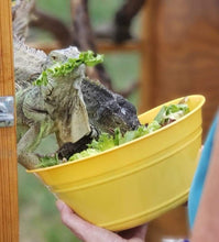 Load image into Gallery viewer, Meals for The Rescue