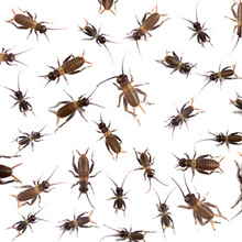 Load image into Gallery viewer, Crickets