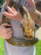 Load image into Gallery viewer, Custom Amount: Expenses For The Rescue