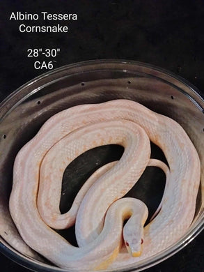 CA6 Albino Tessera Corn Snake