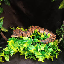 Load image into Gallery viewer, (33) Sugar Ball Python