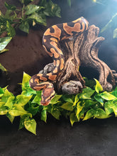 Load image into Gallery viewer, LB120  Orange Dream Het. Pied Ball Python