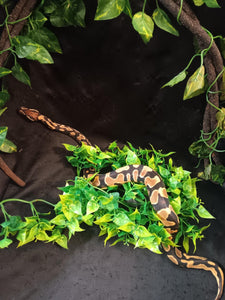 LB120  Orange Dream Het. Pied Ball Python