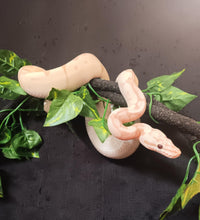 Load image into Gallery viewer, (1)  Banana/Spider Het. Clown Ball Python