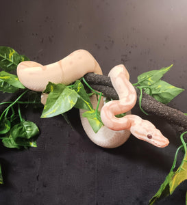 (1)  Banana/Spider Het. Clown Ball Python