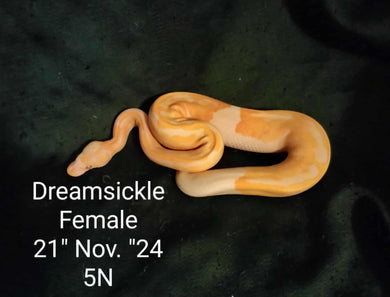 5N Dreamsickle Ball Python