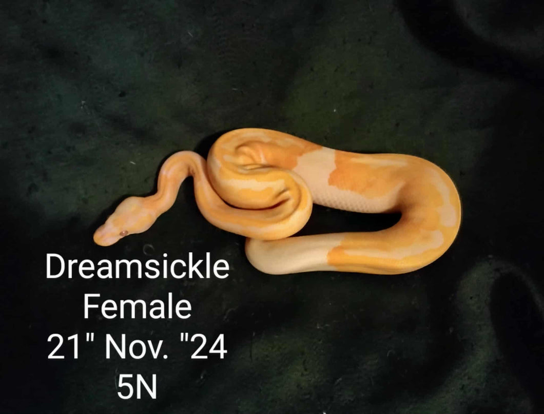 5N Dreamsickle Ball Python