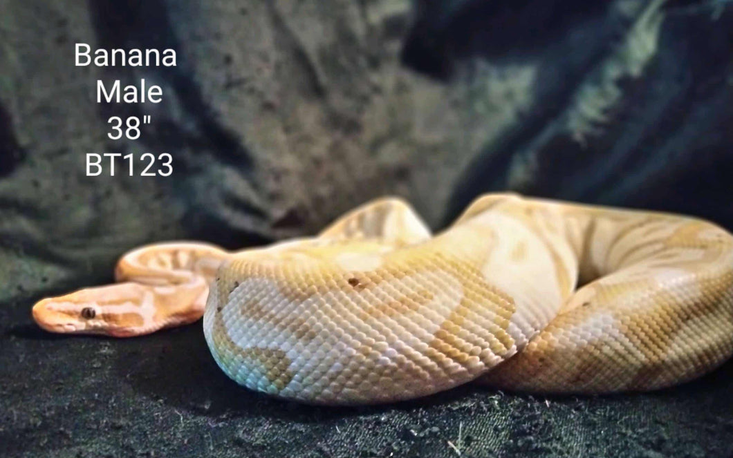 BT123 Banana Ball Python