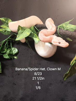 (1)  Banana/Spider Het. Clown Ball Python