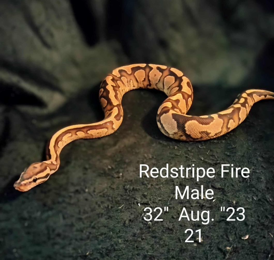 #21 Redstripe Fire Ball Python