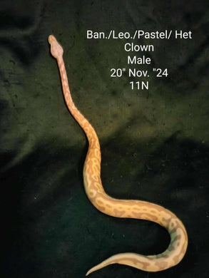 11N Banana Leopard Pastel Het. Clown Ball Python