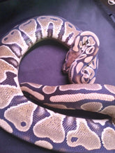 Load image into Gallery viewer, MB044 Ball Python