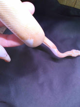 Load image into Gallery viewer, MB031 Pied Ball Python