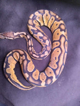 Load image into Gallery viewer, LB115 Pastel Ball Python