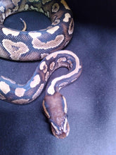 Load image into Gallery viewer, MB039 Mystic Ball Python