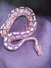 Load image into Gallery viewer, MB039 Mystic Ball Python