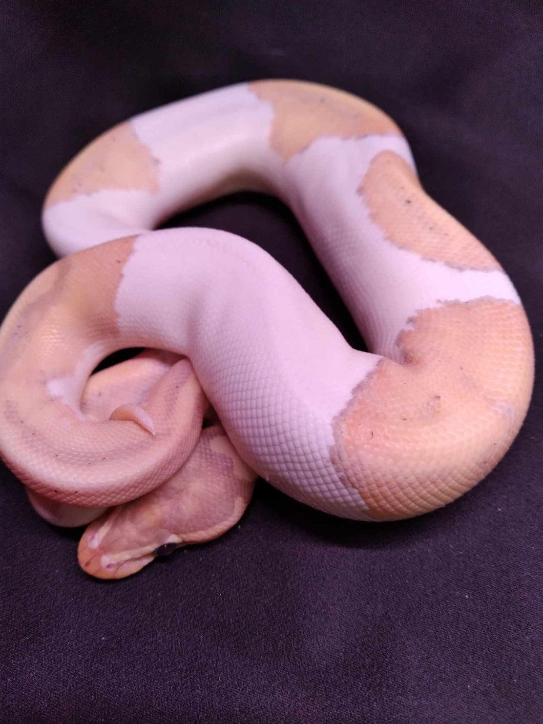MB033 Albino Pastel Pied Ball Python