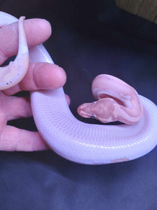 MB033 Albino Pastel Pied Ball Python