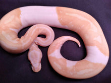 Load image into Gallery viewer, MB030 Albino Pied Ball Python