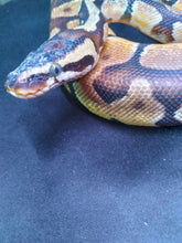 Load image into Gallery viewer, MLB105  Enchi Ball Python