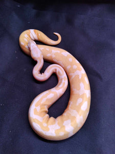 MB038 Albino Pied Ball Python